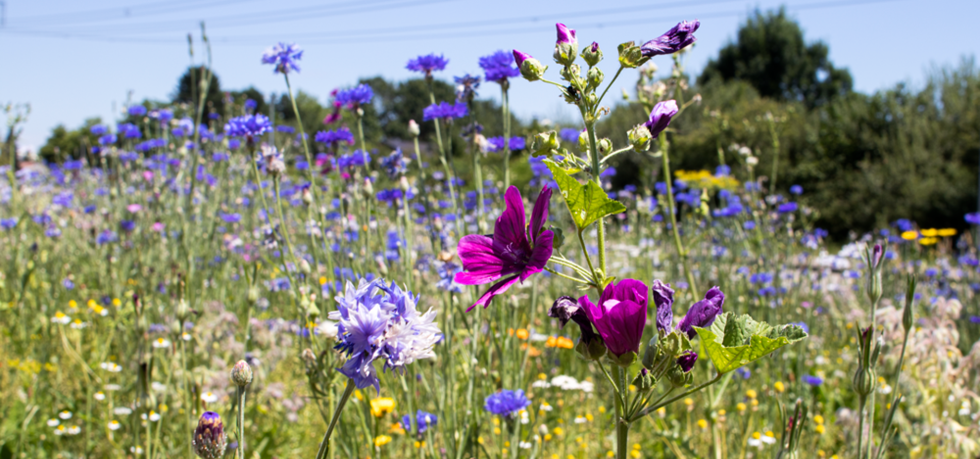 Blumenwiese 01