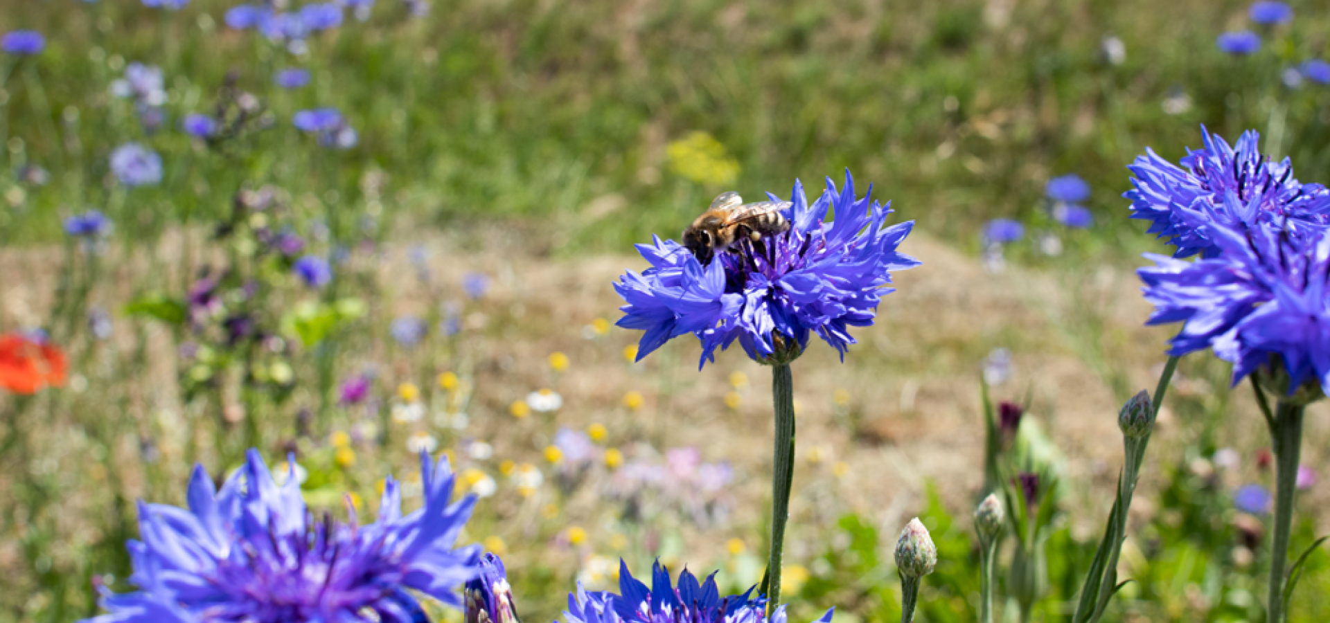 Blumenwiese 02