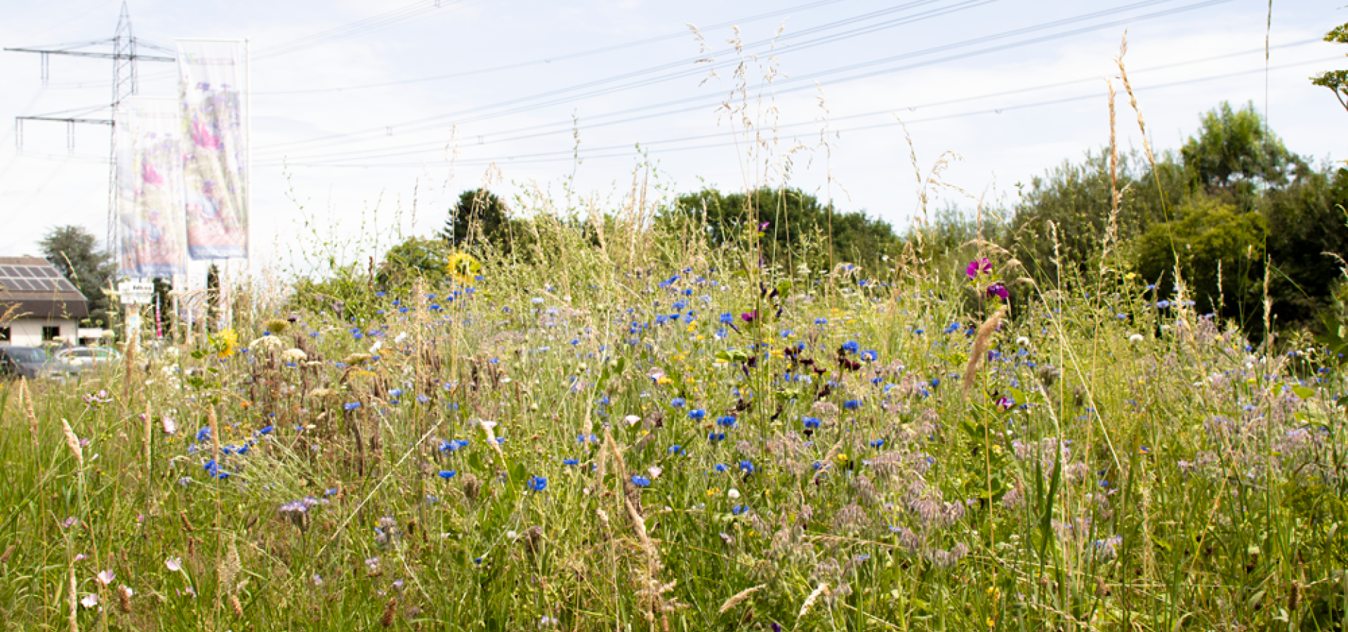 Blumenwiese 01